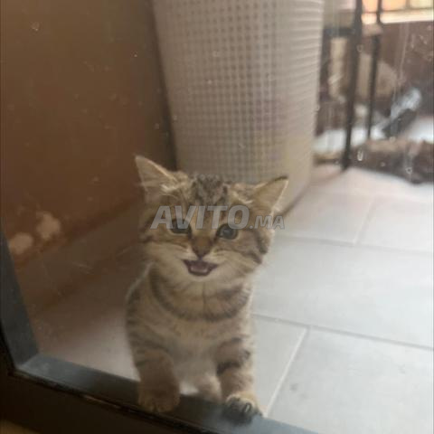 🐾 قطط بريطانية قصيرة الشعر للبيع 🐾 - 2
