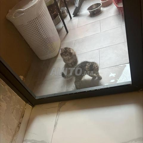 🐾 قطط بريتش شورت هير للبيع 🐾 - 2