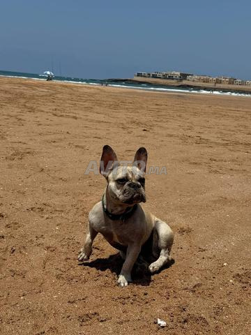 Bouledogue Français