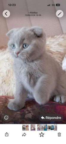 Chatons British Shorthair - 2