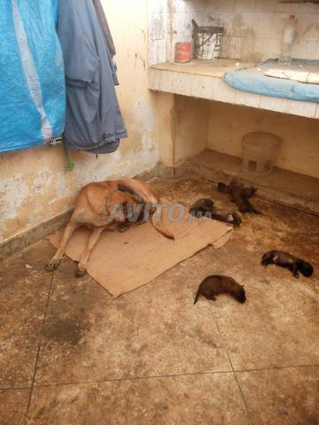 Petit chien Malinois 15 jours - 2