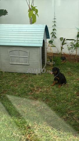 Chiot rottweiler pedigree - 2