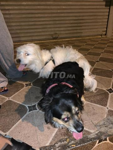 Chiots caniche - 2