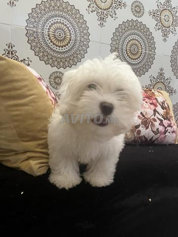 Bichon maltais nain - 2