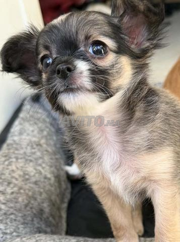 Chihuahua toy femelle  - 2