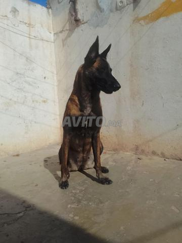 Malinois 6 mois