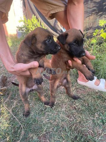 Malinois 35 jours