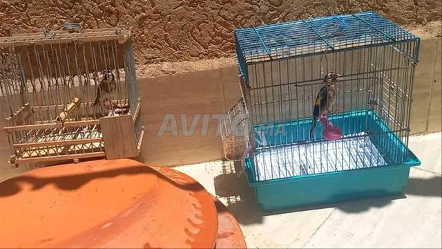 قرع قديم ونتوة جدرة تمن زوين - 2