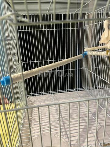 Grande cage pour oiseaux - 2