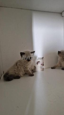 Chats himalayens