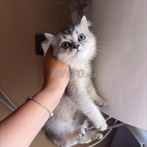 🐾 Chatons British Shorthair à Vendre 🐾