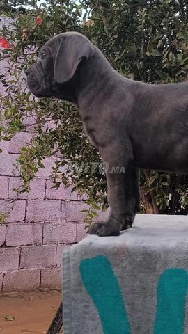 Cane Corso - 2