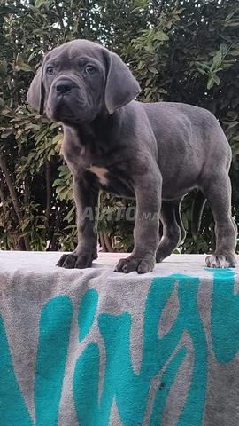 Cane Corso - 2