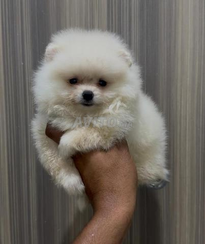 Spitz nain