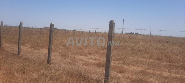 Terrain agricole 9 Hectares, exploité et entretenu à vendre avec clôture à Tiflet