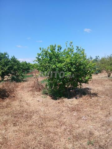 Sidi Moussa Ben Ali - 2
