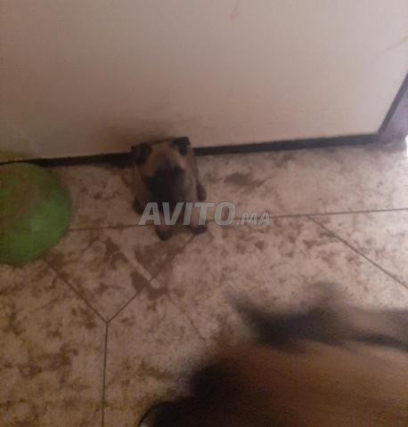 Chiot Malinois