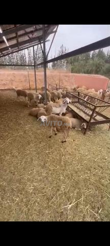 Moutons Sardi - 2