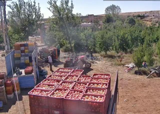 مزرعة فلاحية مجهزة بالكامل وفيها بئر ومنزل