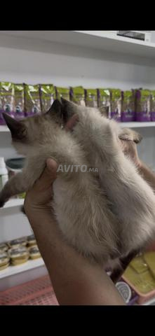 Chaton siamois - 2