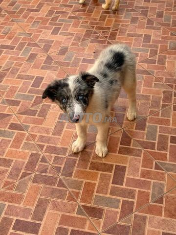 Chiot Border Collie exotique - 2