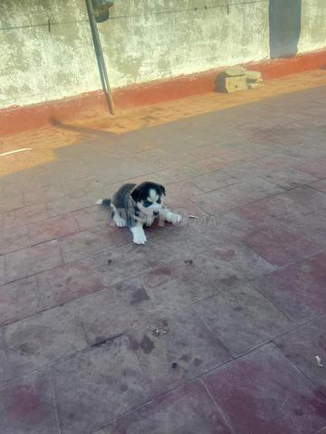 Petit Husky Césarienne