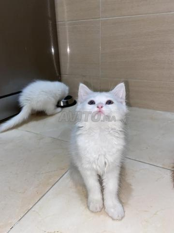 Femelle persan chats - 2