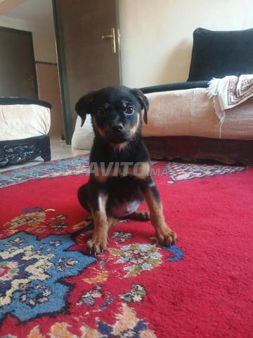 Femelle rottweiler - 2