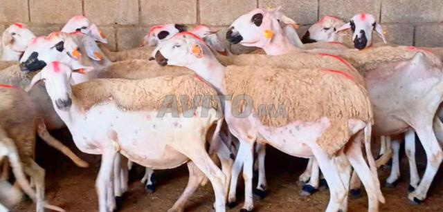 Mouton Sardi de bonne qualité à vendre, bon prix