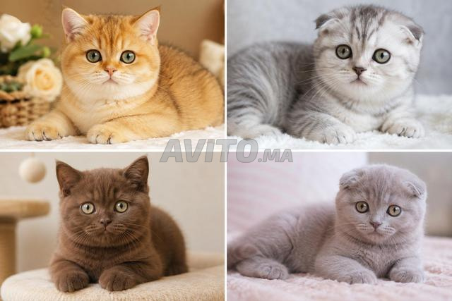 British / Scottish Fold