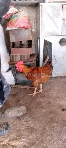 Poulet Coucou de Malines 2.5kg