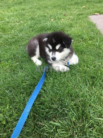 Mes bébés husky - 2