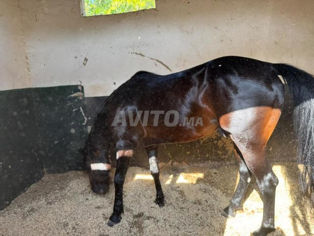 Cheval arabe barbe à vendre - 2