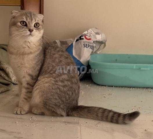 سكوتش فولد - 2