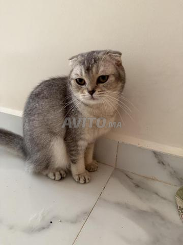 Scottish fold - 2