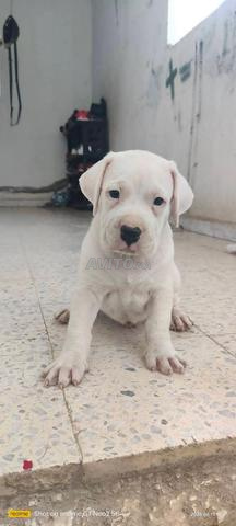 Dogue Argentin - 2