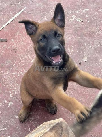 Femelle Malinois 2 mois - 2