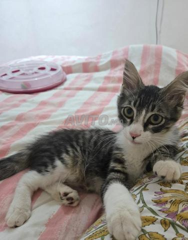 Chat adorable - 2