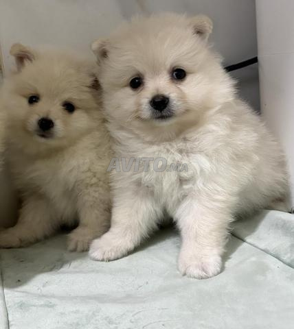Chiots Spitz - 2