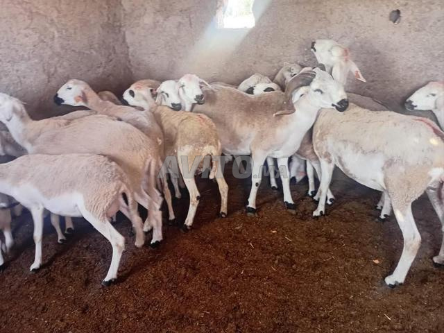 Bon mouton Sardi à vendre, complet, à bon prix