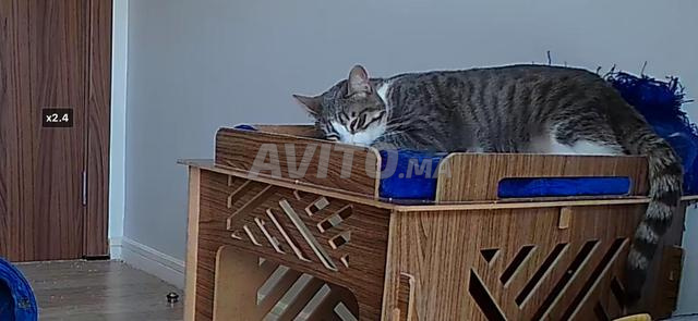 Niya Un chat castré et vacciné à adopter - 2