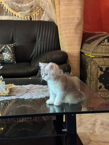 Chaton Scottish - 2