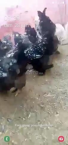 دجاج الزينة وسلالات اللحم والبيض