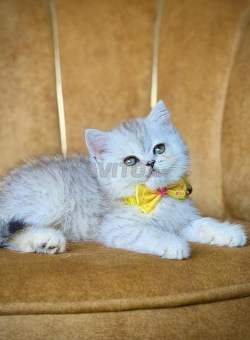 Chaton British lignée prestigieuse - 2