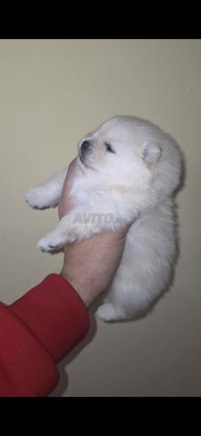 Spitz Pomeranian - 2