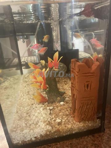 Aquarium poissons tetra - 2