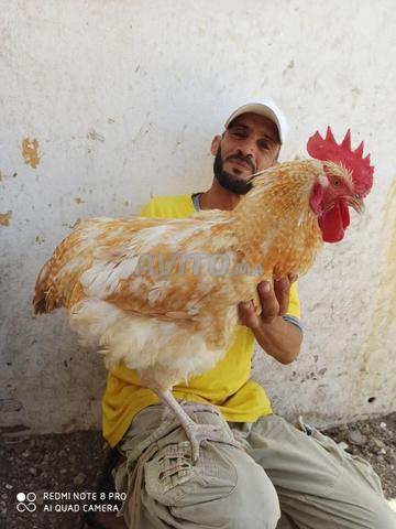 Poules d'ornement et races à viande et à œufs