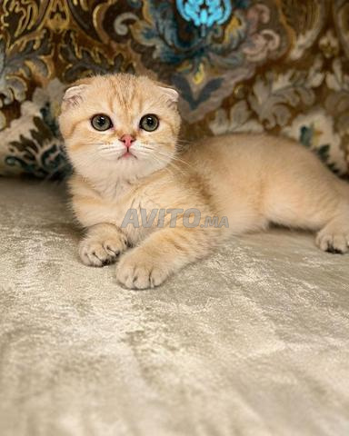 Chatons Scottish Fold Mâle - 2