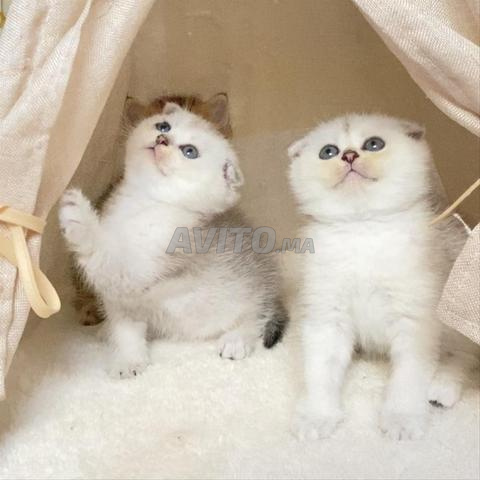 Chatons Scottish Fold & British - 2