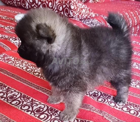 Spitz Pomeranian - 2